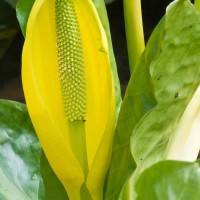 American Skunk Cabbage